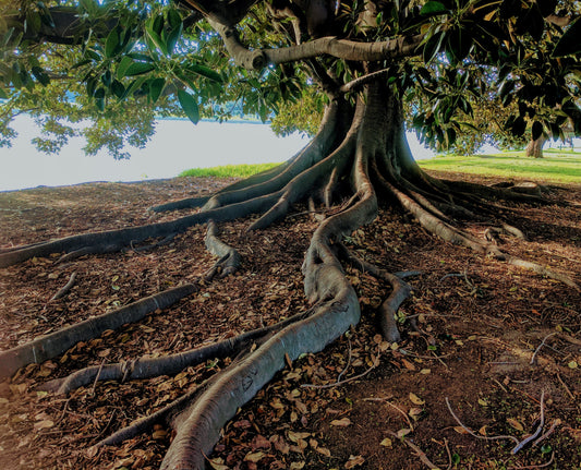 Roots By: Aaron Palma
